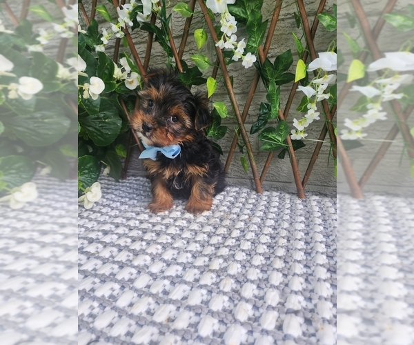 Medium Photo #9 Morkie-Yorkshire Terrier Mix Puppy For Sale in INDIANAPOLIS, IN, USA