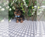 Small #8 Morkie-Yorkshire Terrier Mix