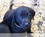 Small Photo #4 Labrador Retriever Puppy For Sale in PARSHALL, CO, USA