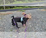 Small #16 Dachshund Mix