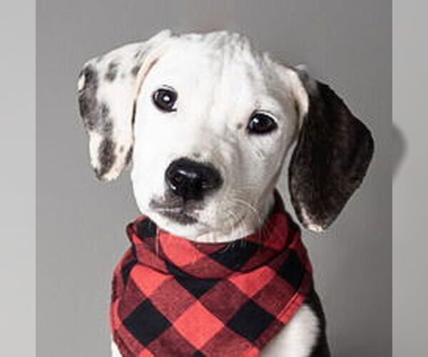 Medium Photo #1 American Pit Bull Terrier-Unknown Mix Puppy For Sale in Jefferson, WI, USA