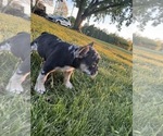 Small #27 French Bulldog