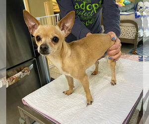 Chihuahua Dogs for adoption in Benton, LA, USA