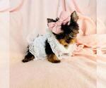 Small Photo #14 Yorkshire Terrier Puppy For Sale in WEST PALM BEACH, FL, USA