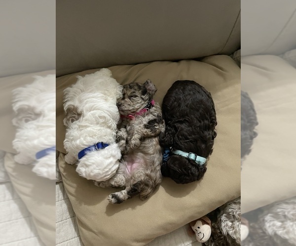Medium Photo #45 Poodle (Toy) Puppy For Sale in MURRIETA, CA, USA