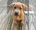 Small Labrador Retriever Mix