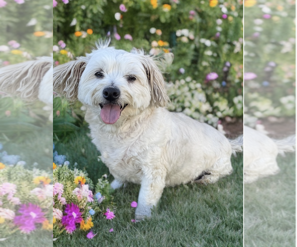 Medium Photo #3 Maltese-Unknown Mix Puppy For Sale in Newport Beach, CA, USA