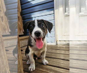 Australian Shepherd-Catahoula Leopard Dog Mix Dogs for adoption in Chicago, IL, USA
