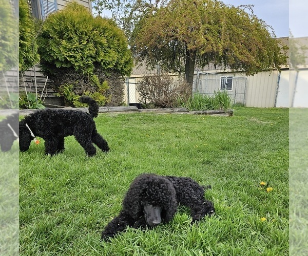 Medium Photo #4 Poodle (Standard) Puppy For Sale in MC BAIN, MI, USA