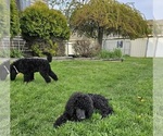 Small Photo #4 Poodle (Standard) Puppy For Sale in MC BAIN, MI, USA