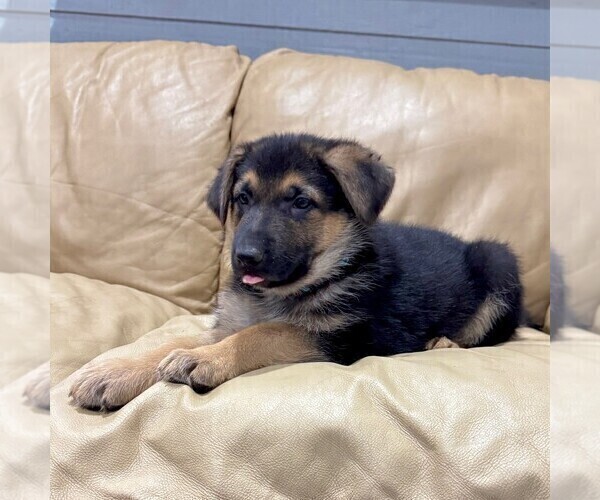 Medium Photo #9 German Shepherd Dog Puppy For Sale in BRIGHTON, CO, USA
