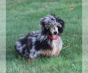 Goldendoodle Puppy for sale in FREDERICKSBURG, OH, USA