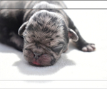 Small #6 Pug