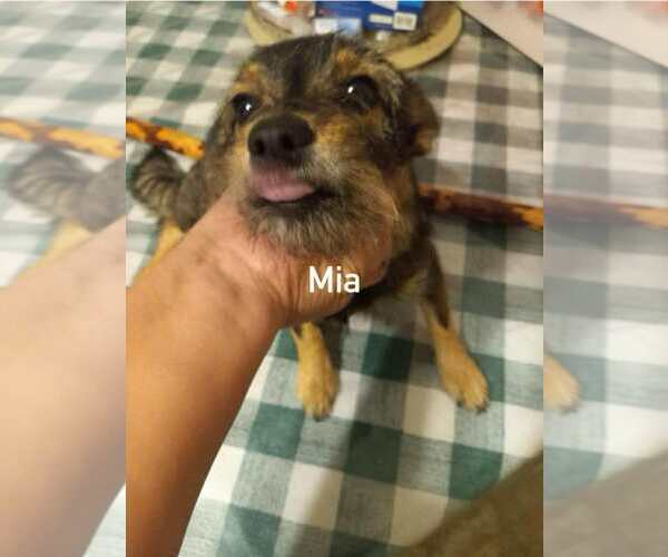 Medium Photo #2 Mutt Puppy For Sale in Morganville, NJ, USA