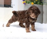 Small Photo #4 Bernedoodle Puppy For Sale in NARVON, PA, USA
