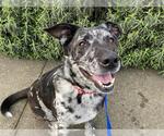 Small #1 Catahoula Leopard Dog Mix