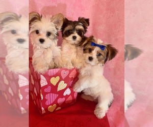 Yorkshire Terrier Puppy for sale in MONTGOMERY, AL, USA