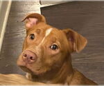 Small #2 Mutt