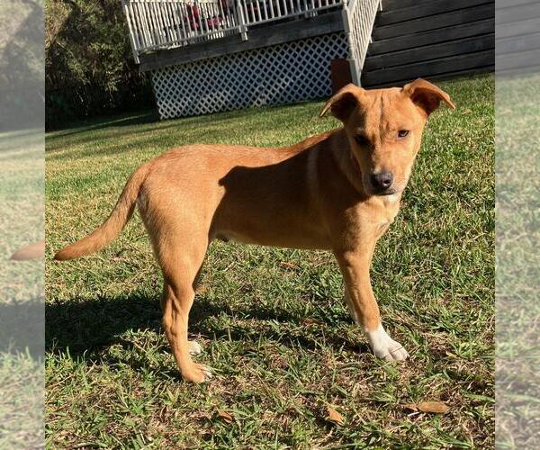 Medium Photo #2 Labrador Retriever-Unknown Mix Puppy For Sale in The Woodlands, TX, USA