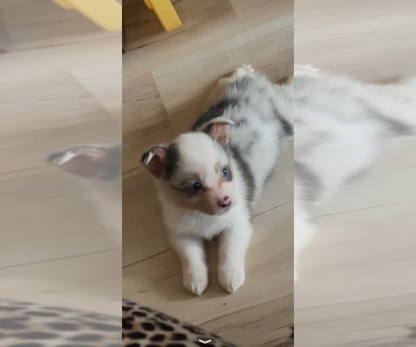 Medium Photo #13 Cardigan Welsh Corgi-Pembroke Welsh Corgi Mix Puppy For Sale in ALEXANDRIA, IN, USA