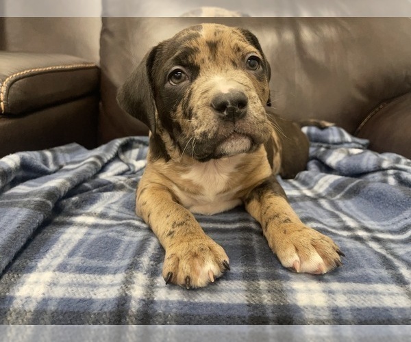 Medium Photo #115 American Bully Puppy For Sale in REESEVILLE, WI, USA