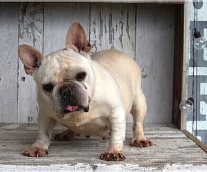 French Bulldog Puppy for sale in FREDERICKSBURG, OH, USA