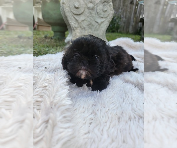Medium Photo #9 Shih Tzu Puppy For Sale in BRANDON, FL, USA