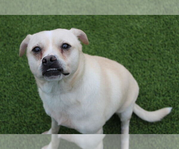 Medium Photo #1 Labrador Retriever-Pug Mix Puppy For Sale in Chestertown, MD, USA