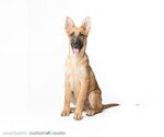 Small #2 German Shepherd Dog
