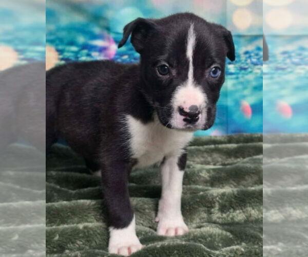 Medium Photo #7 Mutt Puppy For Sale in Lakewood, CO, USA