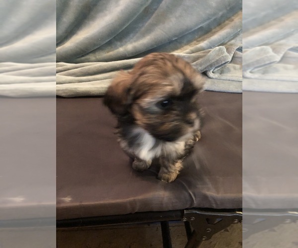 Medium Photo #11 Shorkie Tzu Puppy For Sale in CANTON, TX, USA