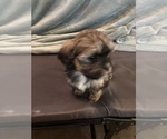 Small Photo #11 Shorkie Tzu Puppy For Sale in CANTON, TX, USA