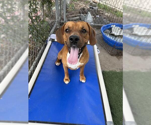 Medium Photo #2 Mutt Puppy For Sale in Chula Vista, CA, USA