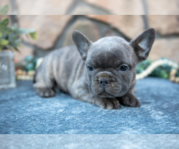 Medium Photo #11 French Bulldog Puppy For Sale in MILLERSBURG, OH, USA