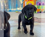 Small Photo #19 Labrador Retriever Puppy For Sale in CARMICHAEL, CA, USA