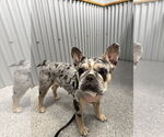 Small #5 French Bulldog