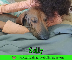 Sally 2 - Female Redbone Coonhound Dog for Adoption - Photo #3