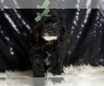 Small #1 Poodle (Toy)