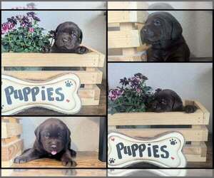 Labrador Retriever Puppy for Sale in FORT COLLINS, Colorado USA