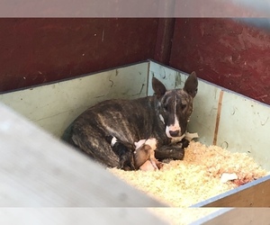 Mother of the Bull Terrier puppies born on 08/02/2026