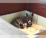 Small Photo #1 Bull Terrier Puppy For Sale in RICHLAND, OR, USA