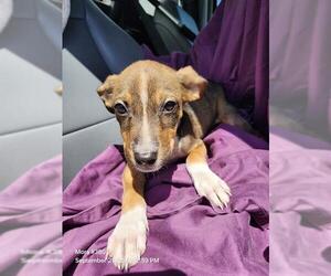 American Staffordshire Terrier-Unknown Mix Dogs for adoption in San Antonio, TX, USA