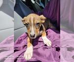 CHILI - Female American Staffordshire Terrier-Unknown Mix Dog for Adoption - Small photo