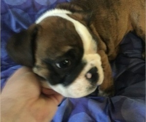 Bulldog Puppy for sale in HEATHROW, FL, USA