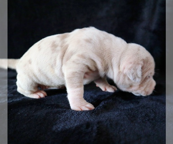 Medium Photo #3 American Bully Puppy For Sale in PALMDALE, CA, USA