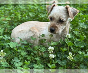 Mutt Dogs for adoption in Salt Lake City, UT, USA