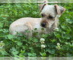 Small Mutt