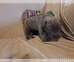 Small Photo #4 Cane Corso Puppy For Sale in JACKSON, GA, USA