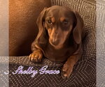 Small #2 Dachshund