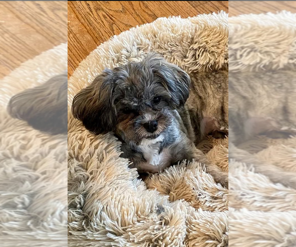 Medium Photo #1 Poodle (Miniature)-Zuchon Mix Puppy For Sale in HTFD, CT, USA